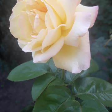 Rose from our garden