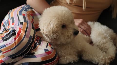 Girl On Couch With Dog