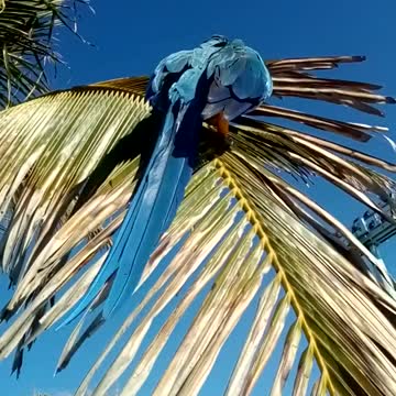 Beautiful macaws from Brazil