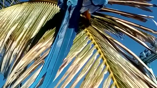 Beautiful macaws from Brazil