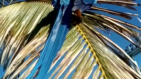 Beautiful macaws from Brazil