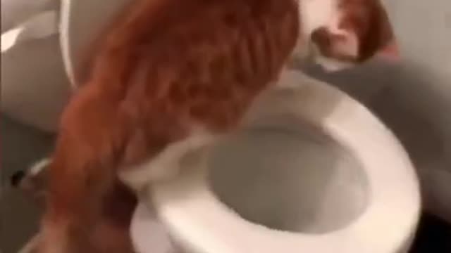 cat flushing, trained cat, good cat