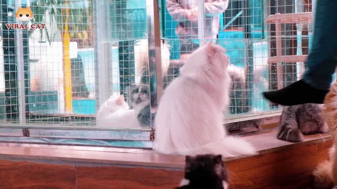 HD Quality Animal footage. Cat's and kittens Beautiful scene.viral cat's