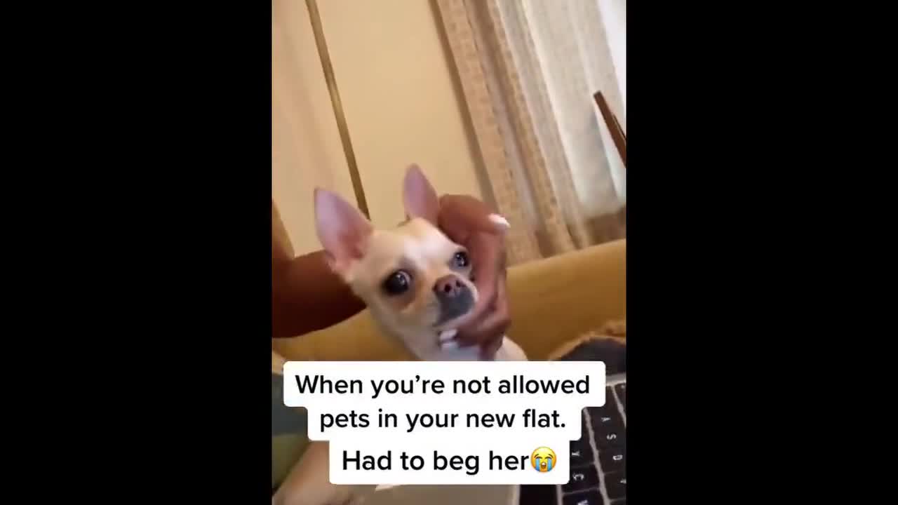 UK woman hilariously holds noisy chihuahua dog's mouth shut