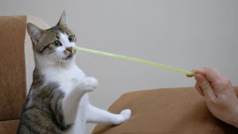 Pet owner playing with cute cat