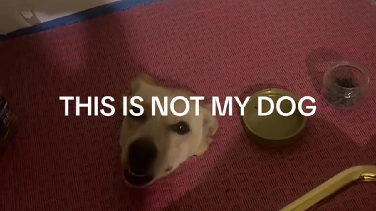 Woman Finds Strange Dog Poking Out of Hole in Floor