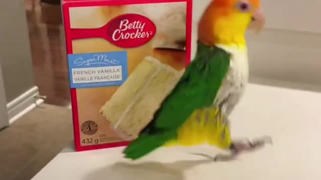 funny birds videos, bird video, parrot videos compilation