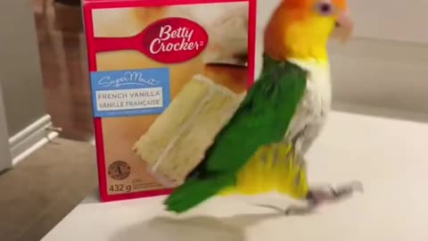 funny birds videos, bird video, parrot videos compilation