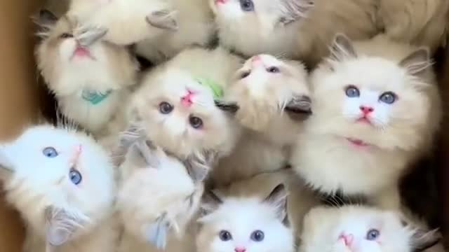 Group of kitten in the box looks so adorable