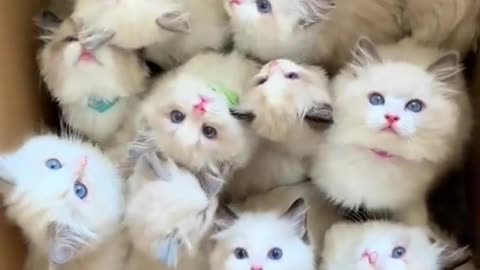 Group of kitten in the box looks so adorable