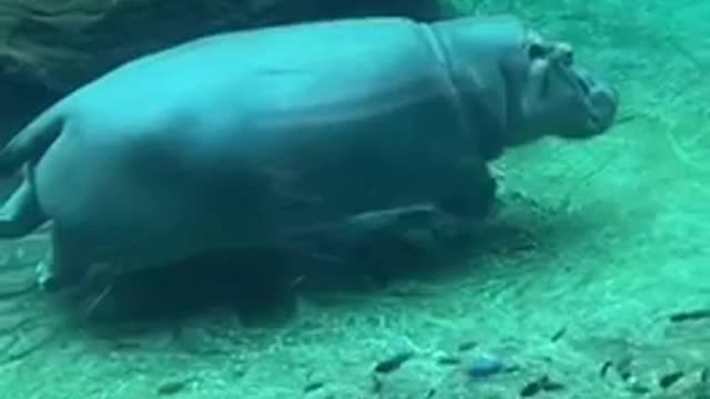 Hippos are cute but very vicious in the wild. They are known for killing whole crocodiles.