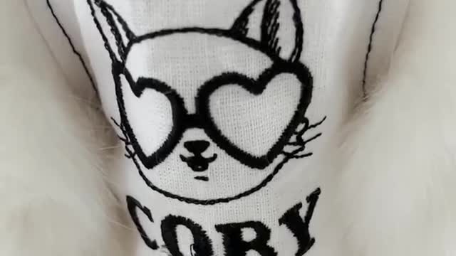 Chef cob cat reaction and funny