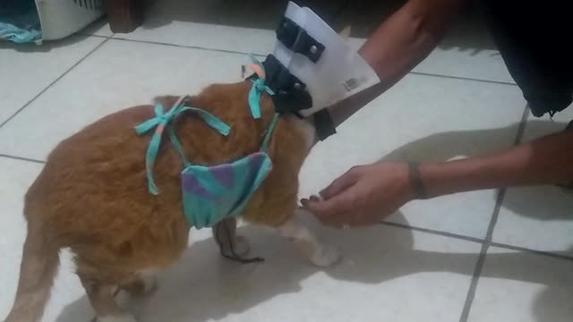 how to properly fix the victorian collar on cats