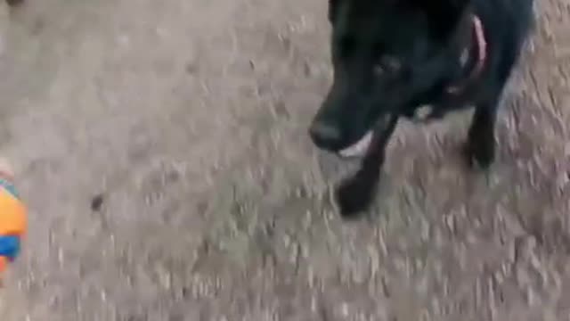 Well Trained Dog Vs Poorly Trained Dog credit