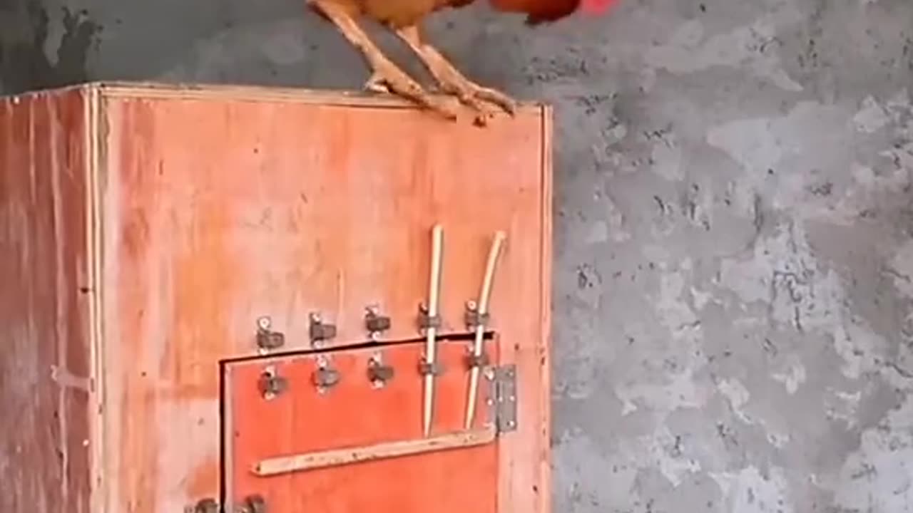 Clever Cock