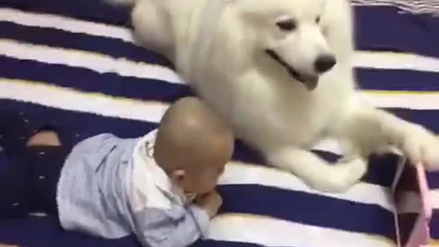 Funny and smart dog 10