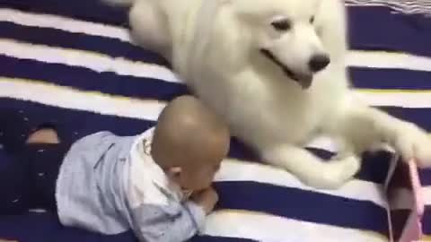 Funny and smart dog 10
