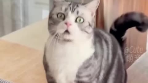 FUNNY SHORT VIDEOS. CUTE CAT ACTING.