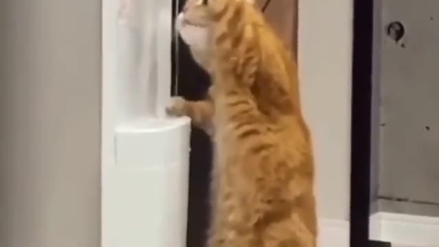 Funny pets videos