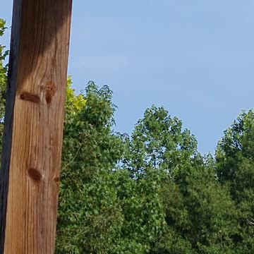 HUMMINGBIRD TURNS INTO TERRORIST