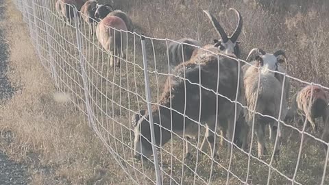 Fence Moving, Wool Disaster