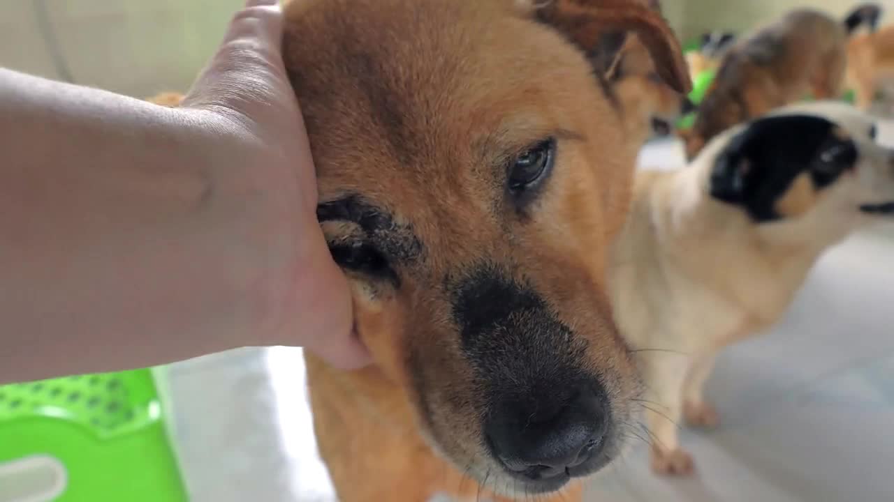 male hand petting caged stray dog in pet shelter. People, Animals