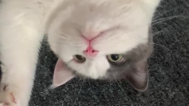 Chilling sweet cat