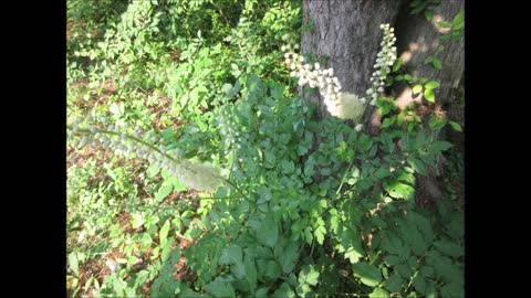 The Star of the Show Black Cohosh July 2021