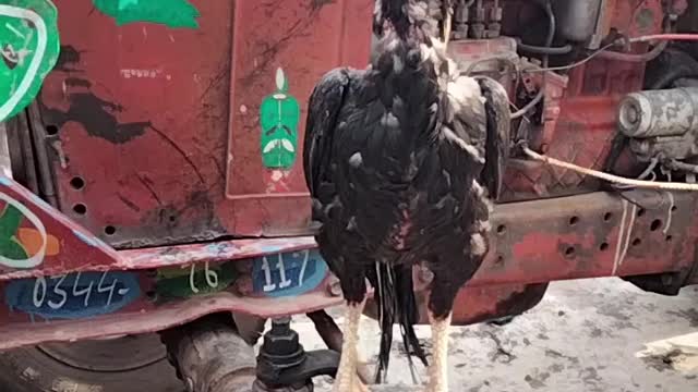 Video Of Rooster By Kingdom Of Awais