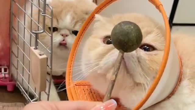 cute cat