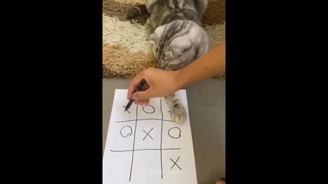 Cat playing xo game