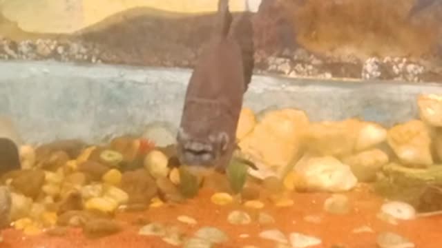 Fish video