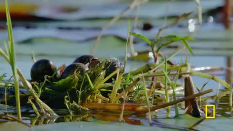 The flood national geographic video 📷😜🥰😘😍🥳🥳