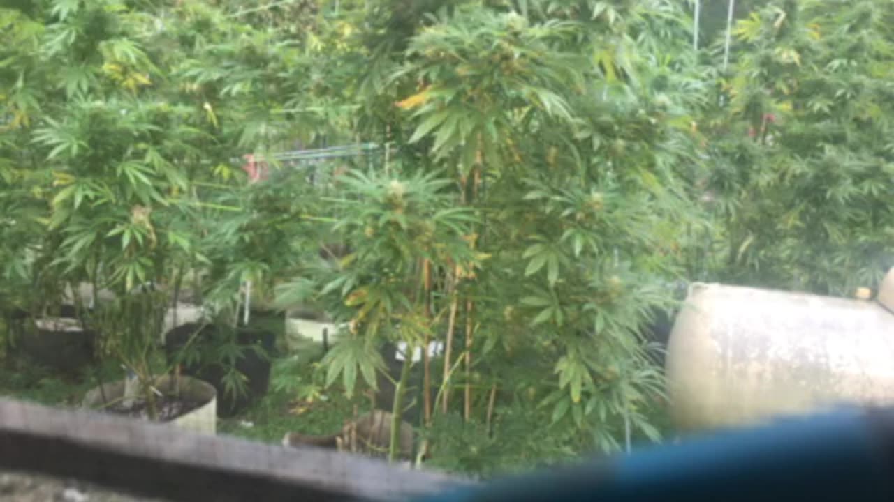 Today: left hand 👋🏿 side’s corruption & stupidity marijuana grow p 3