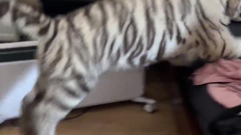 Video tiger funny enjoy video