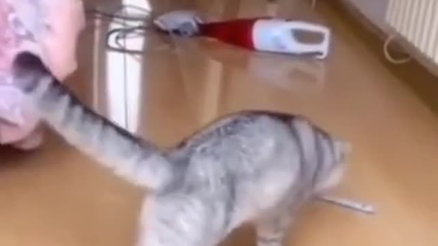 He cant walk😂 #shorts #cute #cat #cutecat #cutevideo #catvideo #funny #funnycat #funnyvideos #tiktok