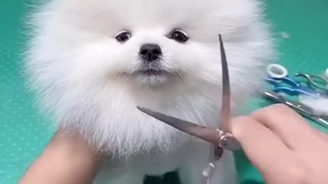 Cute & funny dogs trending and hit all over the world