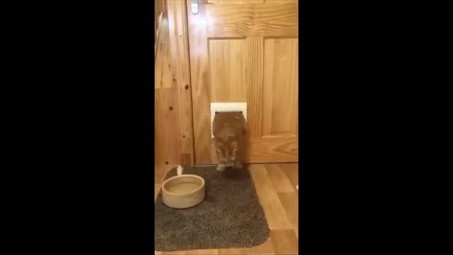 The cat got stuck in the door 😂😂
