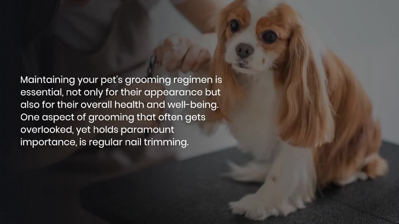 Pet Nail Trimming: Common Mistakes to Avoid