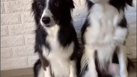 My Funny Dogs