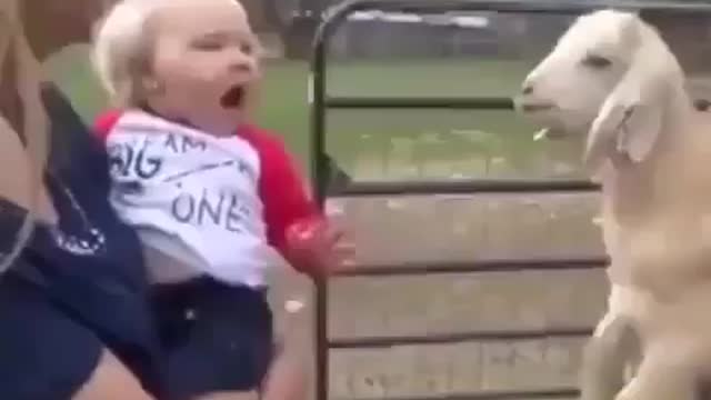 Human baby vs goat baby who is best mimiker