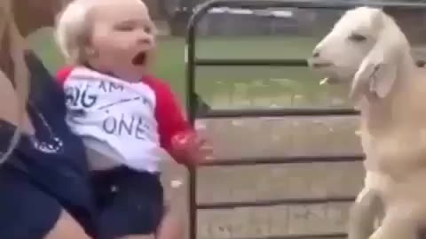 Human baby vs goat baby who is best mimiker