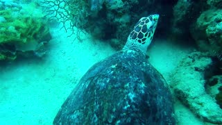 Hawksbill sea turtle in the Sea 2 - man & camera