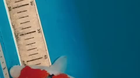 Koi fish SANKE #shorts