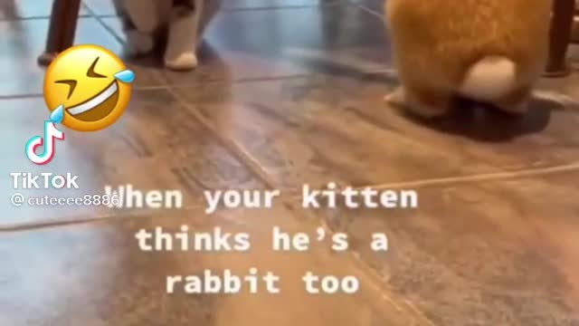 Cat funny copy acting of rabbit