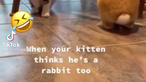 Cat funny copy acting of rabbit