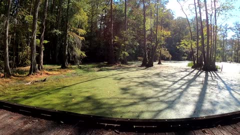 Tour of Family Camping Area at Millpond State Park, NC