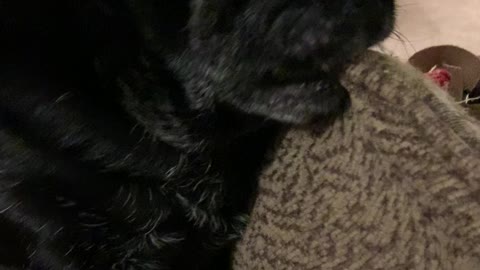 Coal the black pug