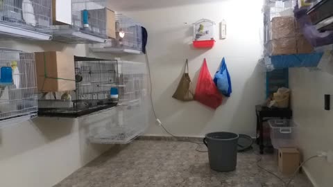 My beautiful and beloved birds