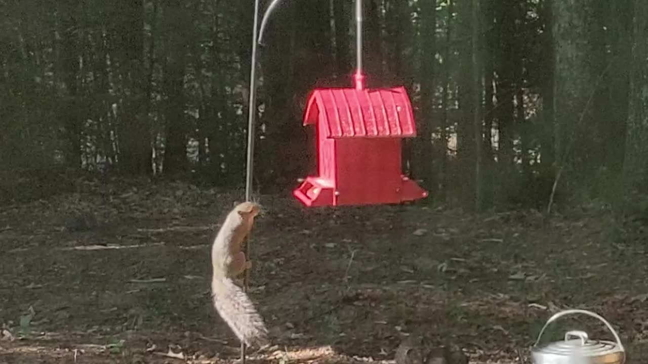 Cannon Farm - Squirrel Gymnastics #squirrel #farm #outdoors #animals